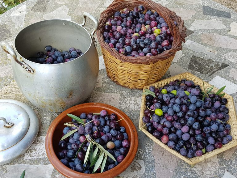 CASA RUSTICA PAPIOLET OLIVOS1 1 768x576