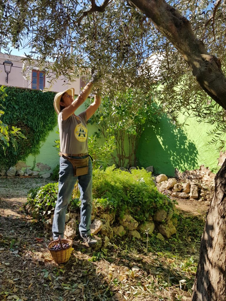 CASA RUSTICA PAPIOLET OLIVOS2 1 768x1024