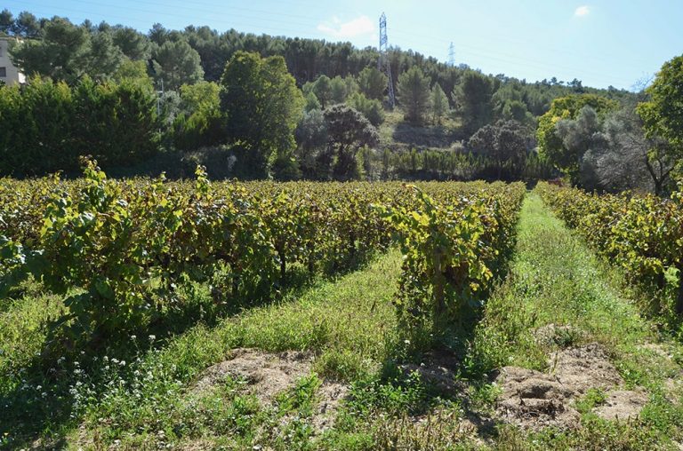 GUNYOLES DSC 0980 min 768x508