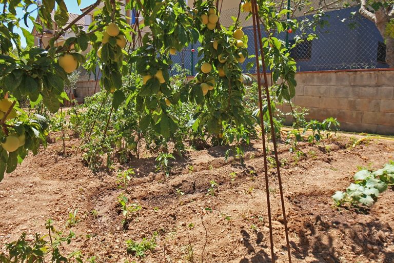 CASA SOROLLA JARDIN2 768x513