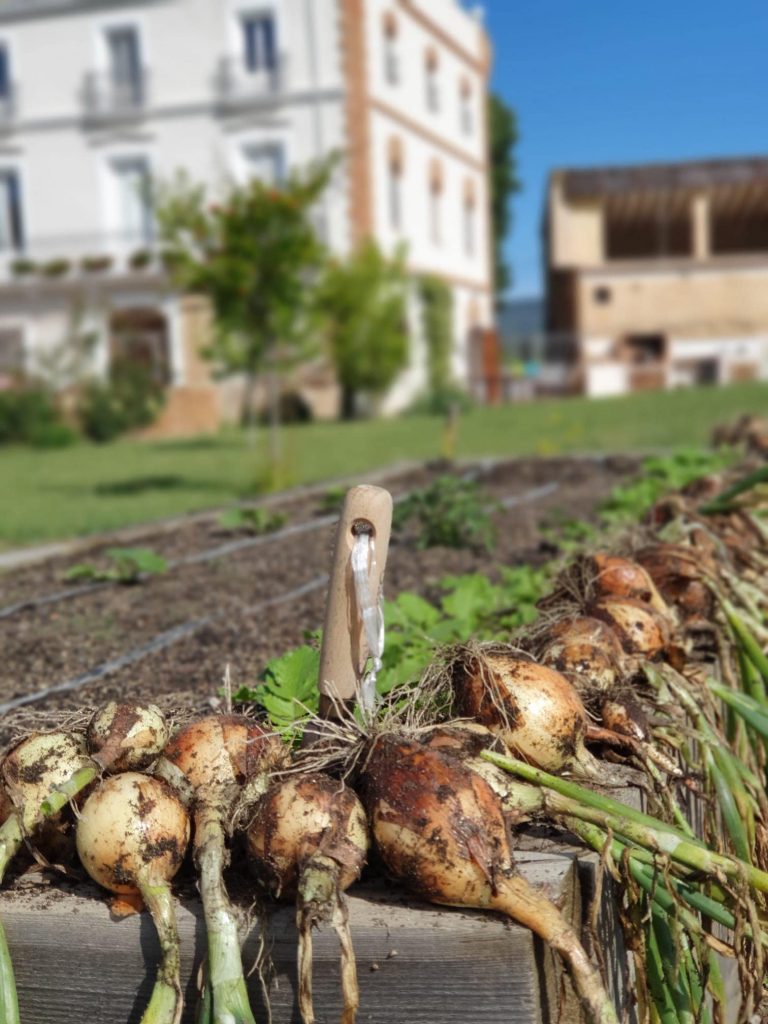 CAL TURRO 18 768x1024